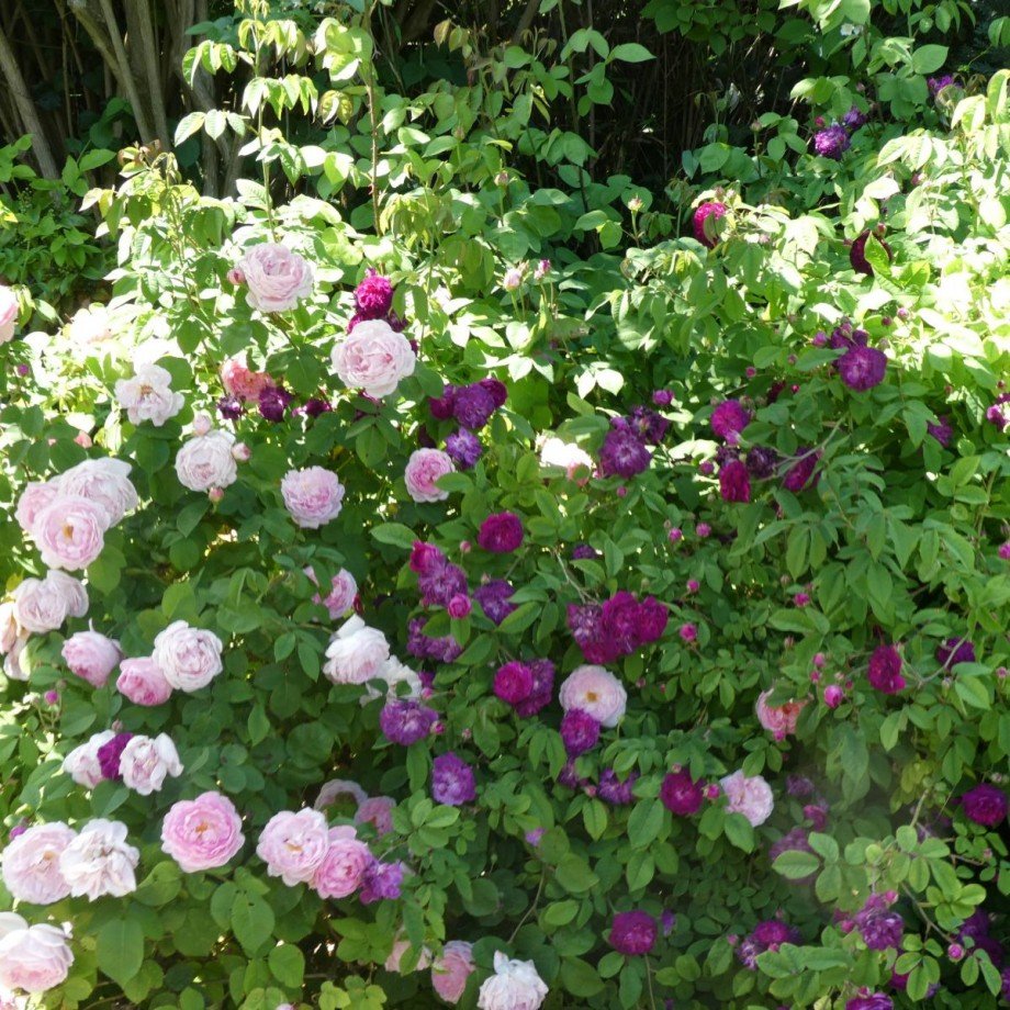 English rose Bungalow Erkerode